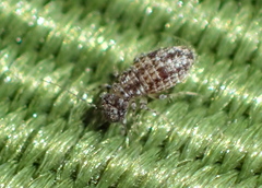 Cerobasis