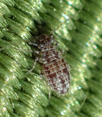 Cerobasis