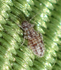 Cerobasis