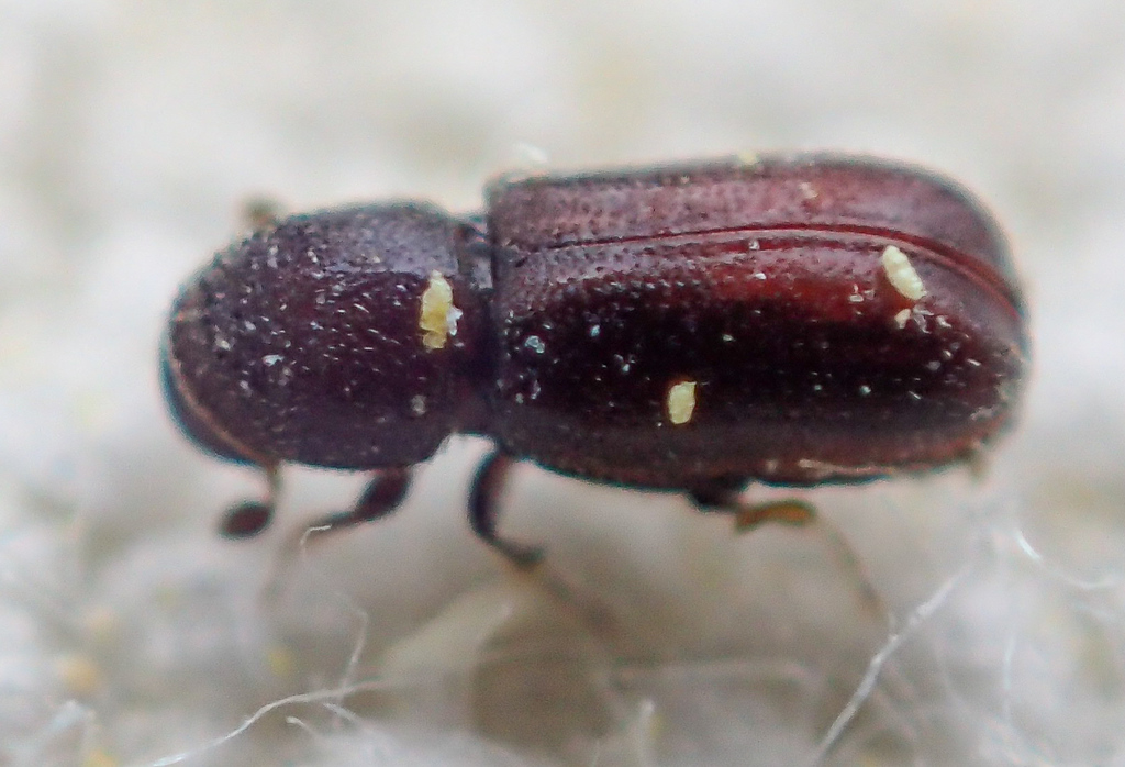 Pityophthorus digestus