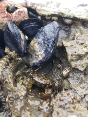 Mytilus californianus