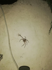 Heteropoda venatoria