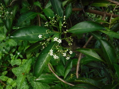 Rubiaceae