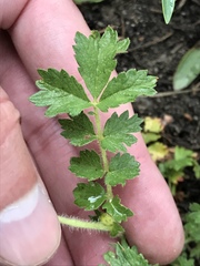 Potentilla pensylvanica