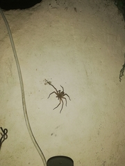 Heteropoda venatoria