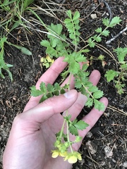 Potentilla pensylvanica