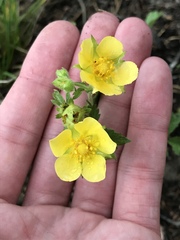 Potentilla pensylvanica