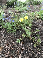 Potentilla pensylvanica