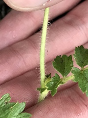 Potentilla pensylvanica