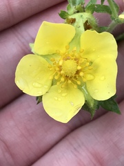 Potentilla pensylvanica