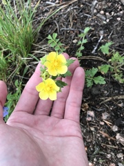 Potentilla pensylvanica