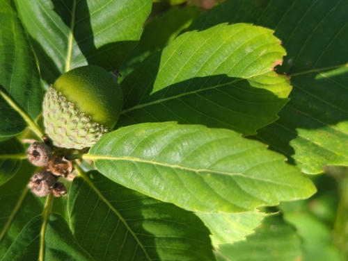 Image of Quercus sadleriana by (c) Tom Field, some rights reserved (CC BY)