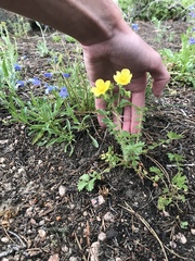 Potentilla pensylvanica