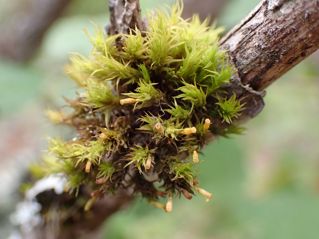 Lewinskya pseudoaffinis
