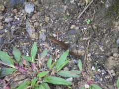 Sphaerodactylus vincenti