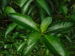 Rubiaceae