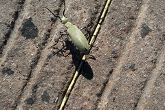 Epicauta longicollis