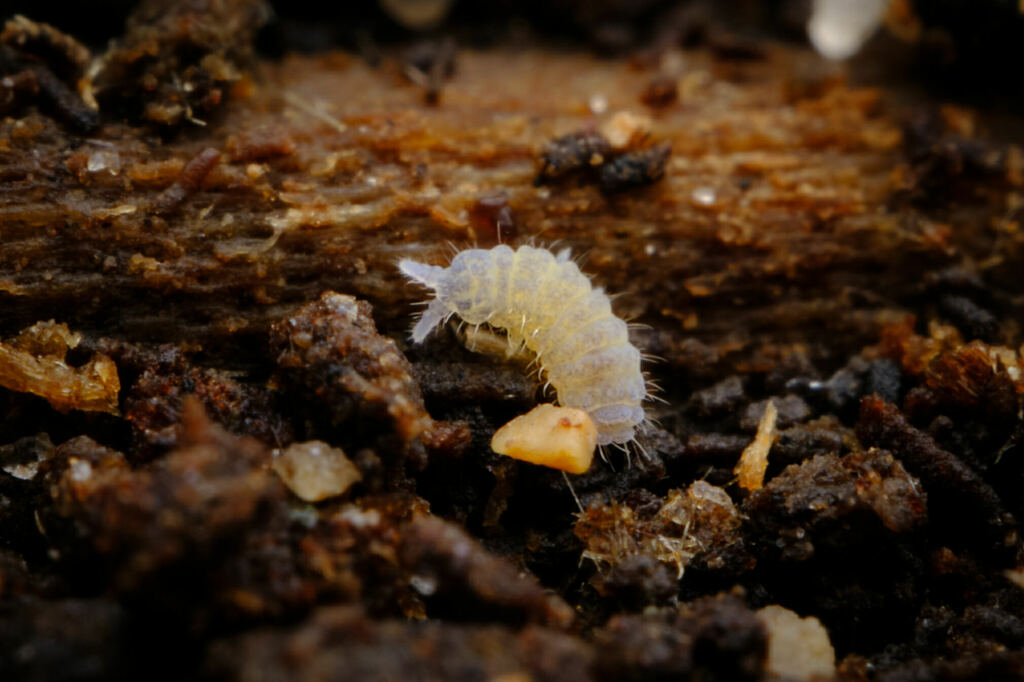 Deutonura frigida