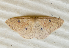 Cyclophora dataria