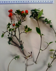 Alyxia ruscifolia ruscifolia