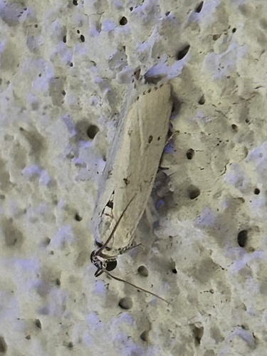Homoeosoma illuviella