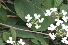 Viburnum plicatum