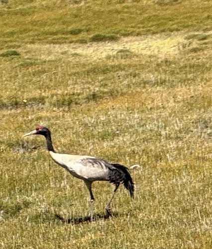 Black-necked Crane