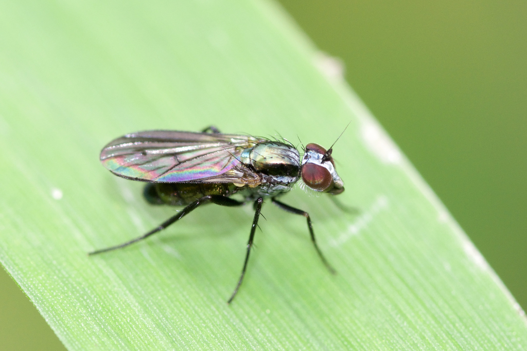 Rhaphium melampus