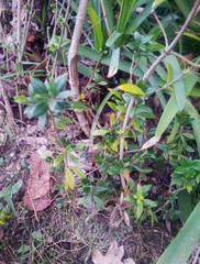 Alyxia ruscifolia ruscifolia