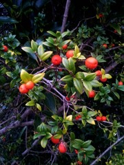 Alyxia ruscifolia ruscifolia