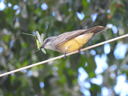 Cassin's Kingbird, Viveros Revolucion, 36699 Irapuato, Gto., México, photo 10 of 10