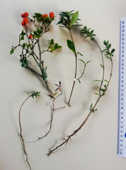 Alyxia ruscifolia ruscifolia