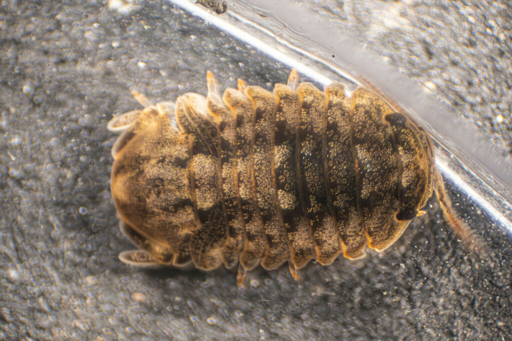 Gnorimosphaeroma noblei