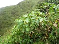 Sciodaphyllum attenuatum