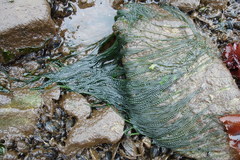Urospora wormskioldii