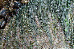 Urospora wormskioldii