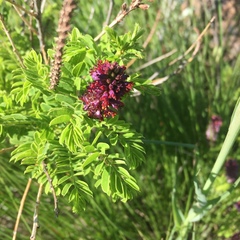 Amorpha nana