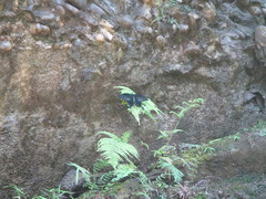 Papilio bianor thrasymedes