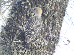 Melanerpes aurifrons