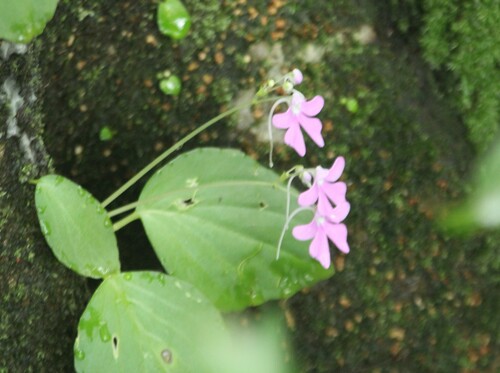 Image of Impatiens acaulis by no rights reserved
