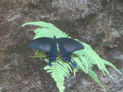 Papilio bianor thrasymedes