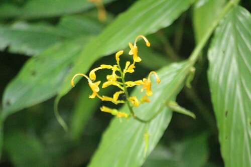 Stalkless Swan Flower (Globba sessiliflora)