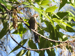Haemorhous mexicanus