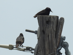 Sturnus vulgaris