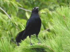 Quiscalus mexicanus