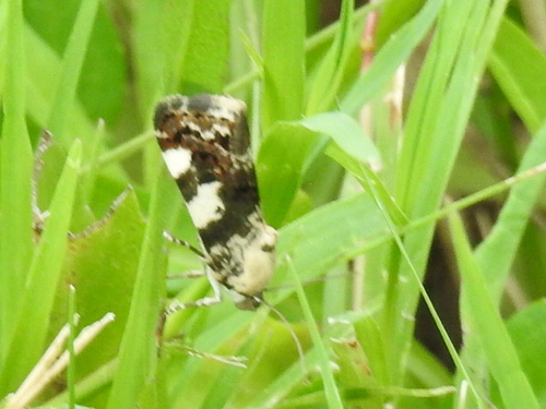 Exposed Bird Dropping Moth photo 3