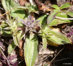 Eryngium armatum
