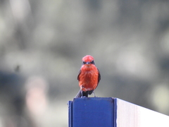 Pyrocephalus rubinus