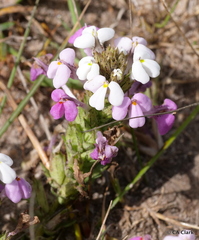 Triphysaria versicolor