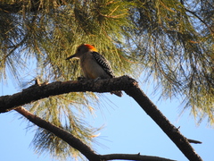 Melanerpes aurifrons